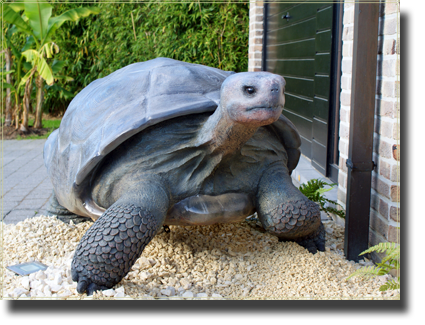 informeel Wonen maximaliseren Sierschildpadden - Landschildpadden.com